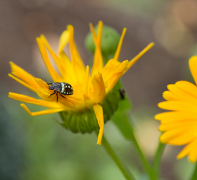 bugonflower