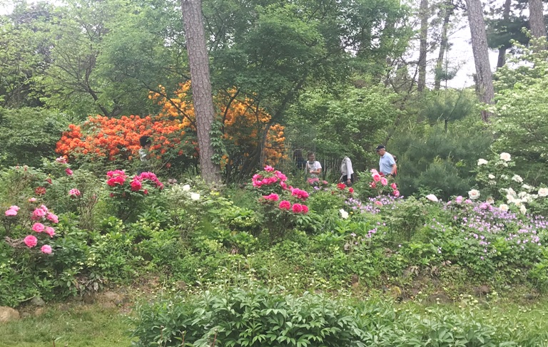 Flowers in the Nichols Arboretum