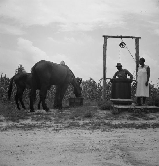 mules at the well