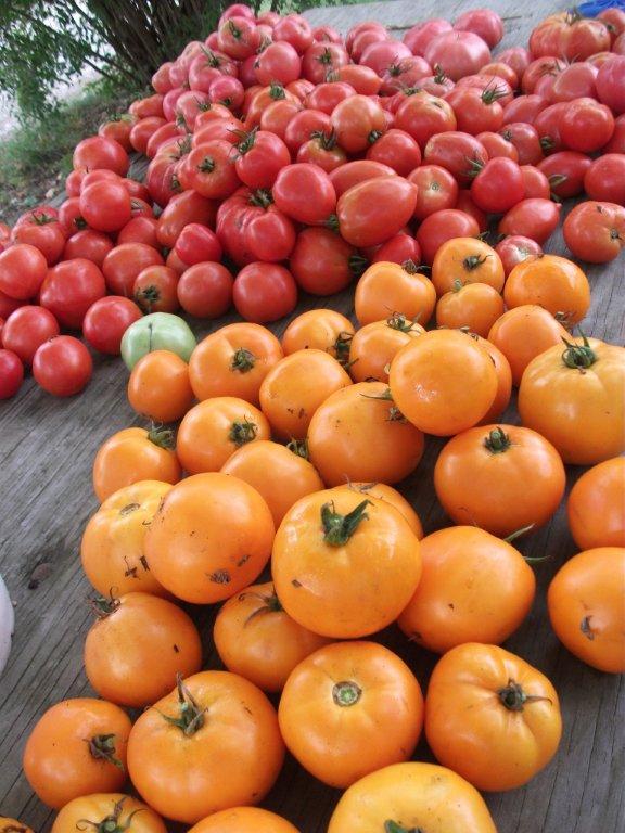 fborangetomatoes9.9